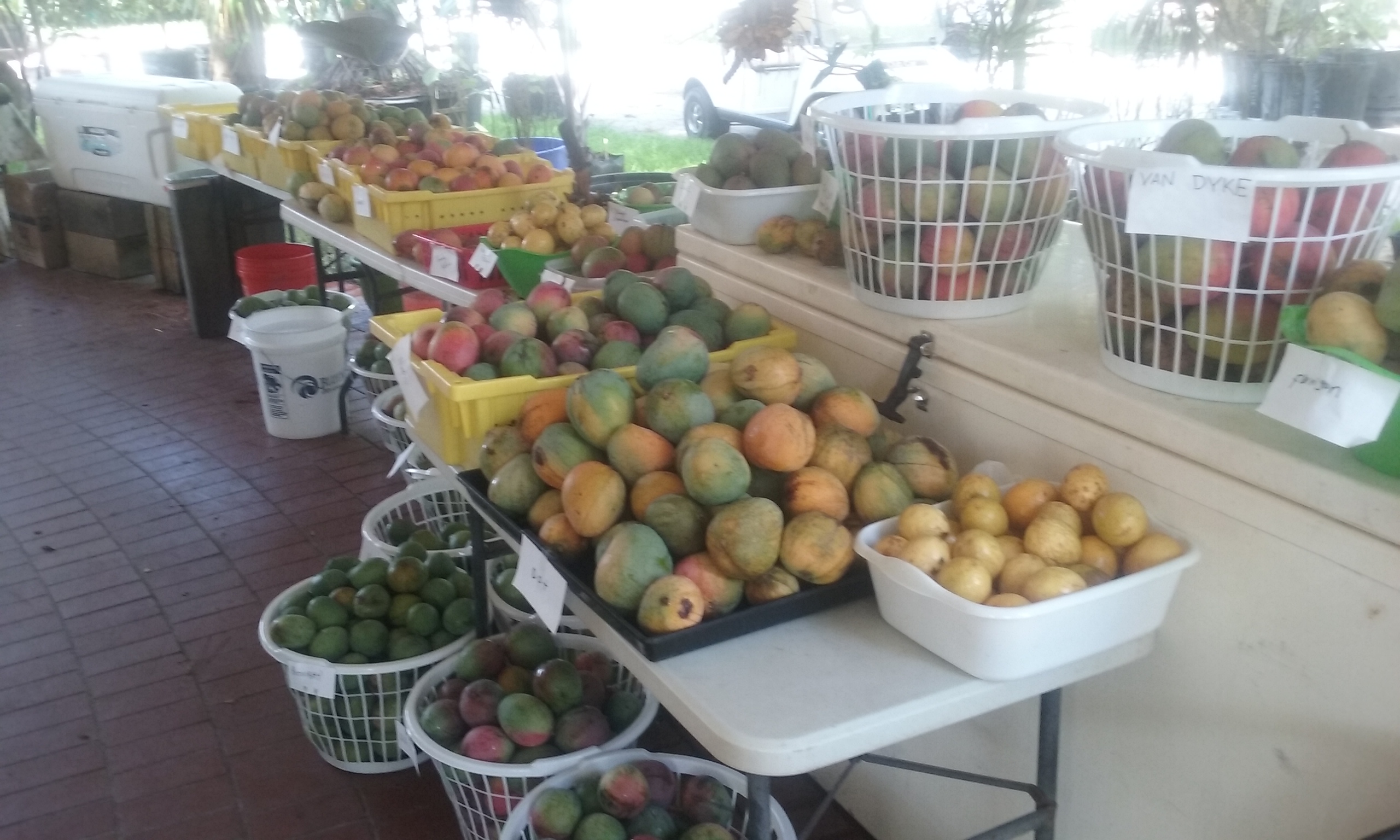 Excalibur fruit trees 5200 fearnley rd lake worth fl 33467