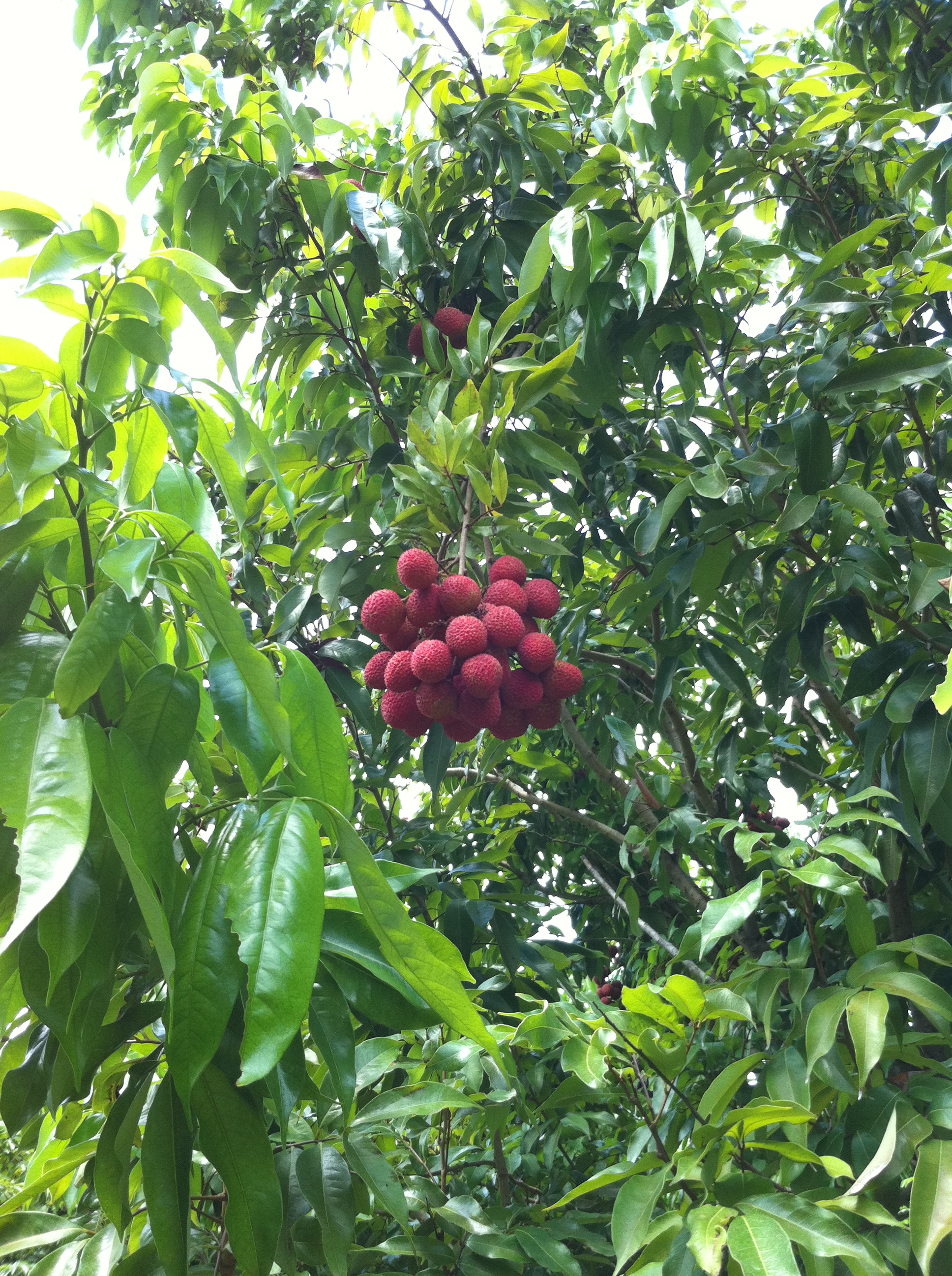 في ينابيع بونيتا ما هي أشجار الفاكهة الرئيسية